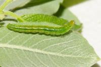 Pandemis cinnamomeana
