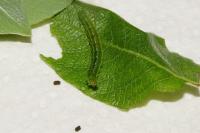 Pandemis cinnamomeana