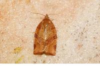Pandemis cinnamomeana
