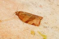 Pandemis cinnamomeana