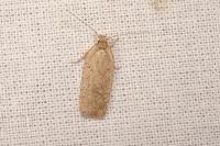 Agonopterix
