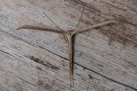 Emmelina monodactyla
