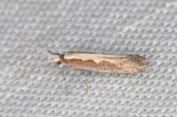 Plutella xylostella