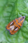 Olethreutes arcuella