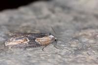 Doloploca punctulana