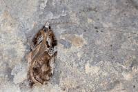 Acleris cristana