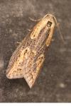 Doloploca punctulana