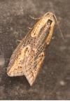 Doloploca punctulana
