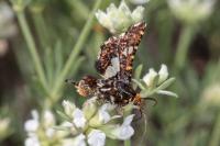 Thyris fenestrella