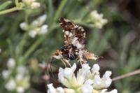 Thyris fenestrella