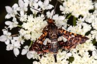 Thyris fenestrella
