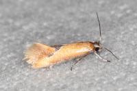 Batia lunaris