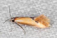 Batia lunaris