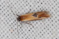 Batia lunaris