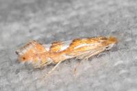 Phyllonorycter belotella