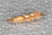 Phyllonorycter belotella