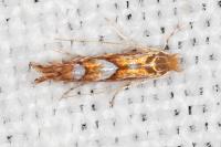 Phyllonorycter belotella