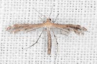 Stangeia siceliota