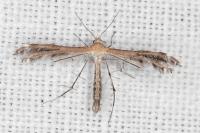 Stangeia siceliota