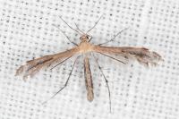 Stangeia siceliota