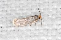 Glaucolepis stoechadella