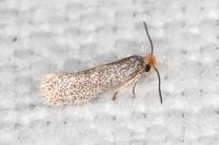 Glaucolepis stoechadella