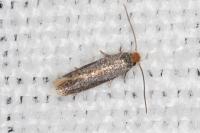 Glaucolepis stoechadella