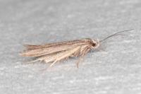Oxypteryx helotella