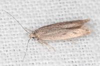 Oxypteryx helotella