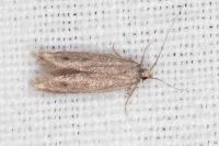 Oxypteryx helotella