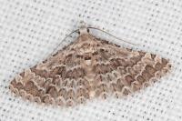 Alucita grammodactyla