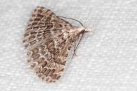 Alucita grammodactyla
