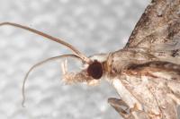 Alucita grammodactyla