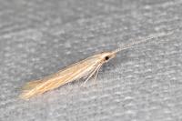 Coleophora ramosella