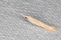Coleophora ramosella