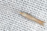 Coleophora ramosella