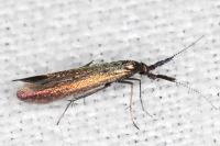 Coleophora aleramica
