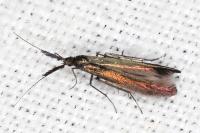 Coleophora aleramica