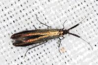 Coleophora aleramica