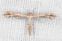 Oxyptilus laetus