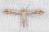 Oxyptilus laetus