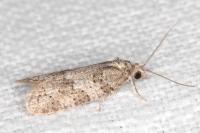 Cnephasia incertana