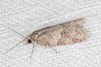 Cnephasia incertana