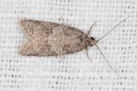 Cnephasia incertana