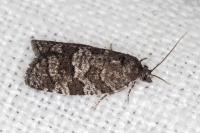 Cnephasia ecullyana