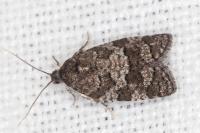 Cnephasia ecullyana
