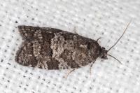 Cnephasia ecullyana
