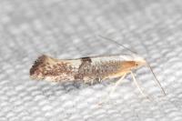 Argyresthia spinosella