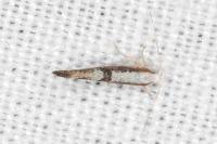 Argyresthia spinosella