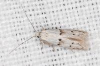 Symmocoides oxybiella